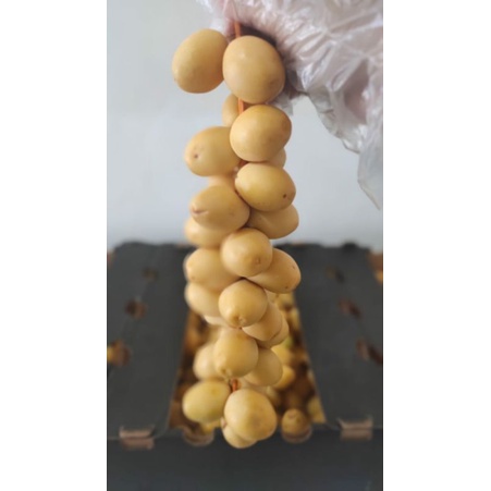 

Kurma Muda segar dari Namibia