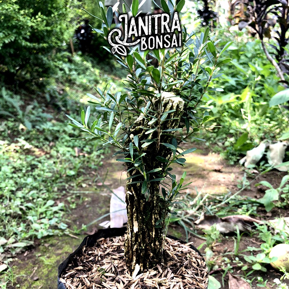 Bahan Bonsai Boxus Boksus Buxus Harlandii