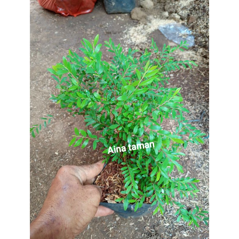 POHON CENDRAWASIH-bibit tansman cendrawasih