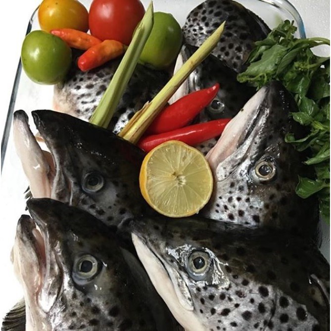 

Kepala Salmon/Trout