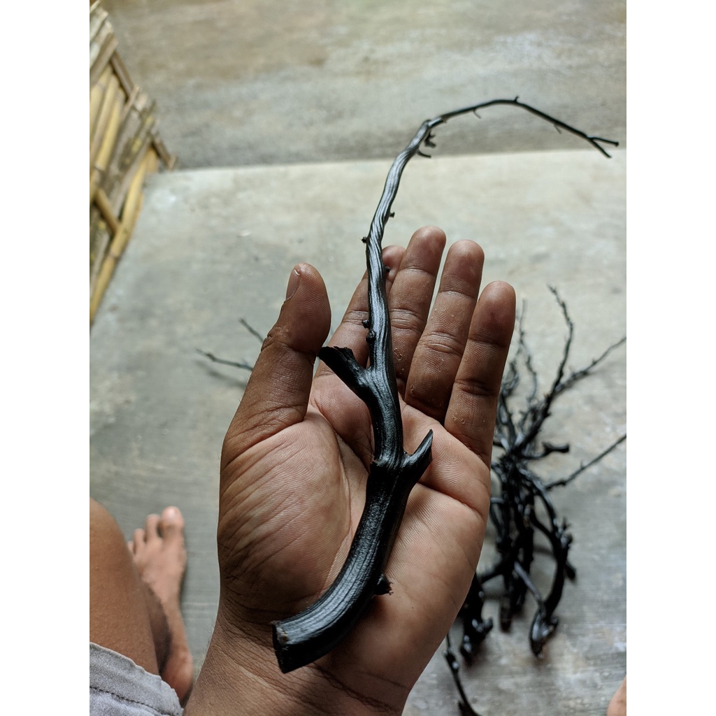 Bahan akar bahar hitam asli berserat papua size telunjuk