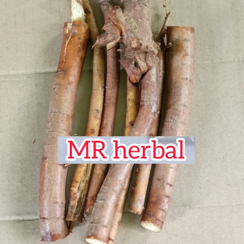 

Akar tuba atau akar Kawao segar per 500 gram