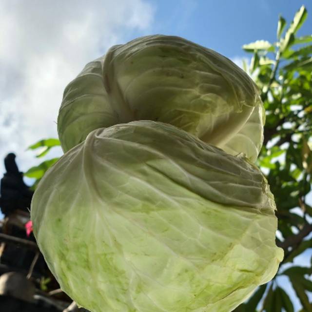 

Green Cabbage