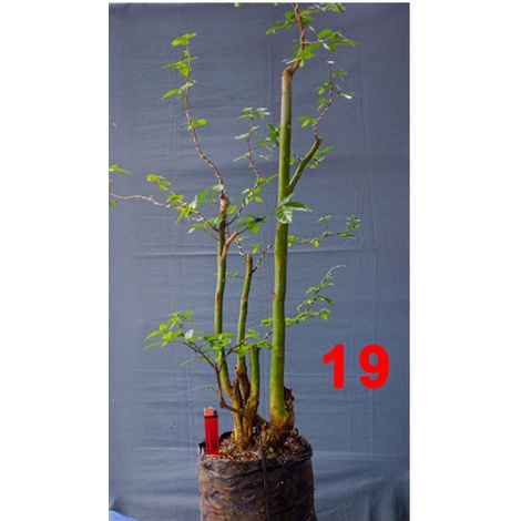 Bahan Bonsai Serut Dongkelan SESUAI FOTO size XL