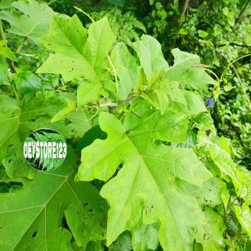 

hemat daun takokak segar baru di petik