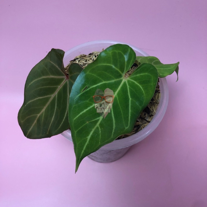 Anthurium Red of java