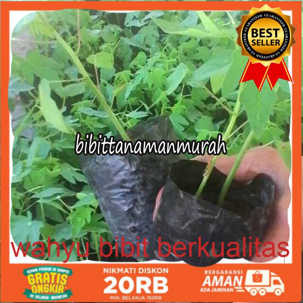 Bibit pepaya calina california