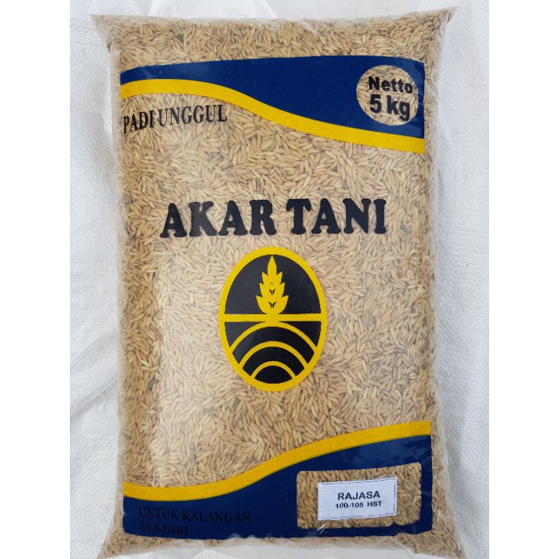 bibit padi unggul Rajasa 01 asli aceh 5kg