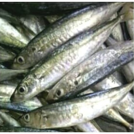 

Ikan layang