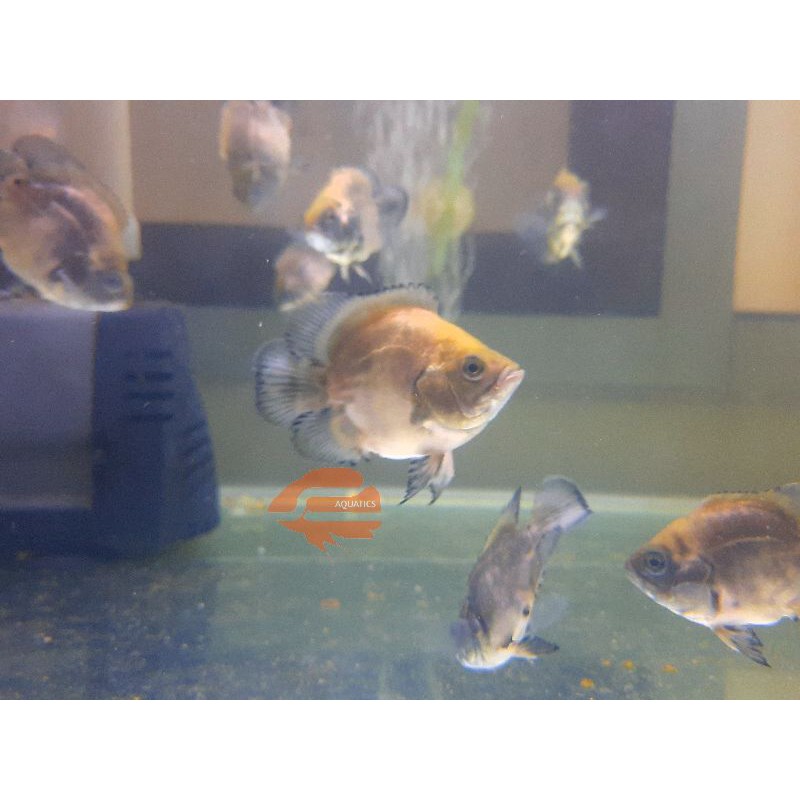 Oscar Paris Tembaga Short Body Sortiran