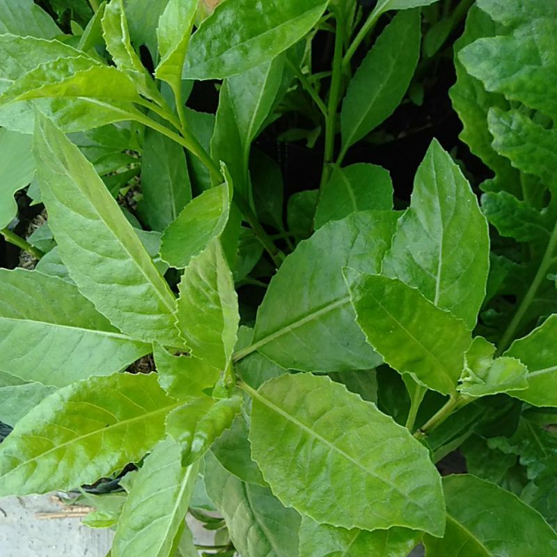 

Daun Sambung Nyawa petik segar minim order 10 petik segar @ satuan