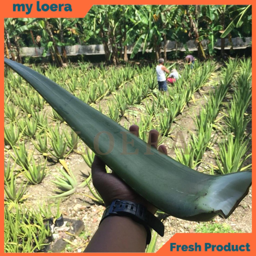 

myloera Pelepah Batang Daun Lidah Buaya Aloe Vera Aloevera Leaf Jumbo Pontianak Ukuran 400-500 Gram