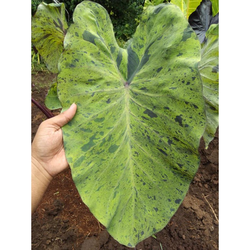 Ready anakan COLOCASIA MOJITO asli
