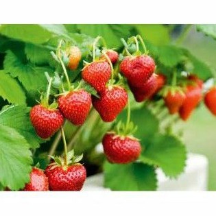Bibit tanaman strawberry bandung