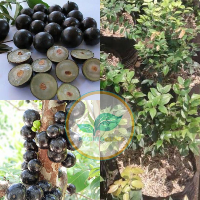 Bibit pohon anggur brazil / Jaboticaba / Tanaman buah anggur Brazil