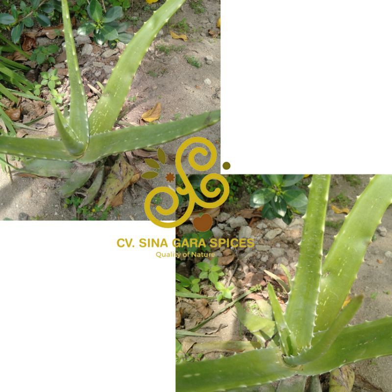 

Lidah Buaya Perawatan Kulit Skincare Alami