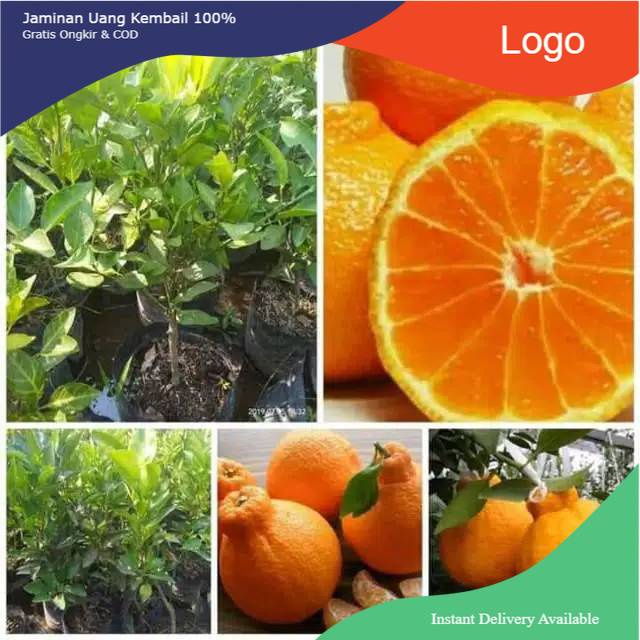 Bibit jeruk dekopon okulasi