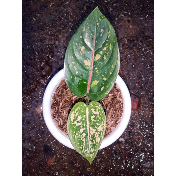 Aglaonema Ruby Compacta
