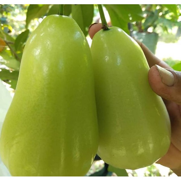 Bibit Jambu Air  Madu Deli / tanaman buah jambu Air madu