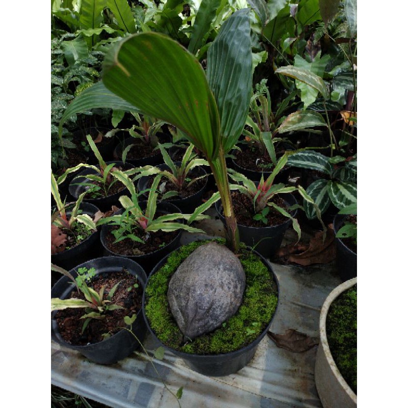 KELAPA BONSAI, BAHAN BONSAI KELAPA, bonsai kelapa