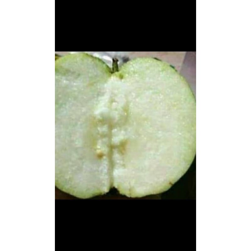 

Bibit cangkok / FC Jambu siumik pala