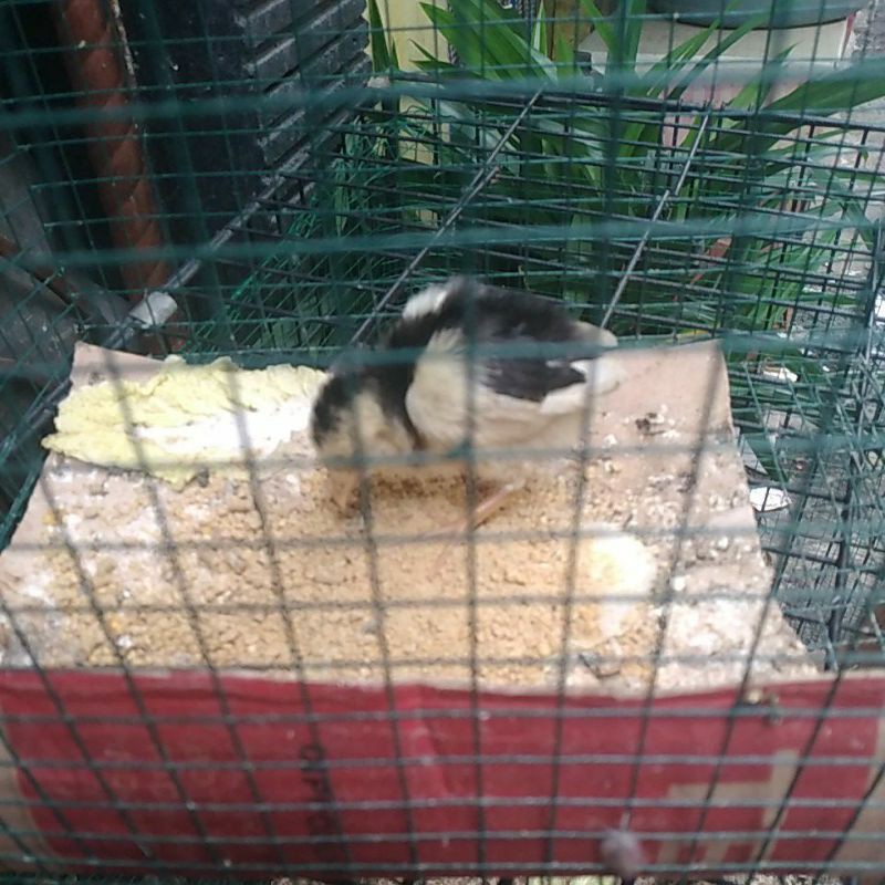 anak kan ayam  bangkok