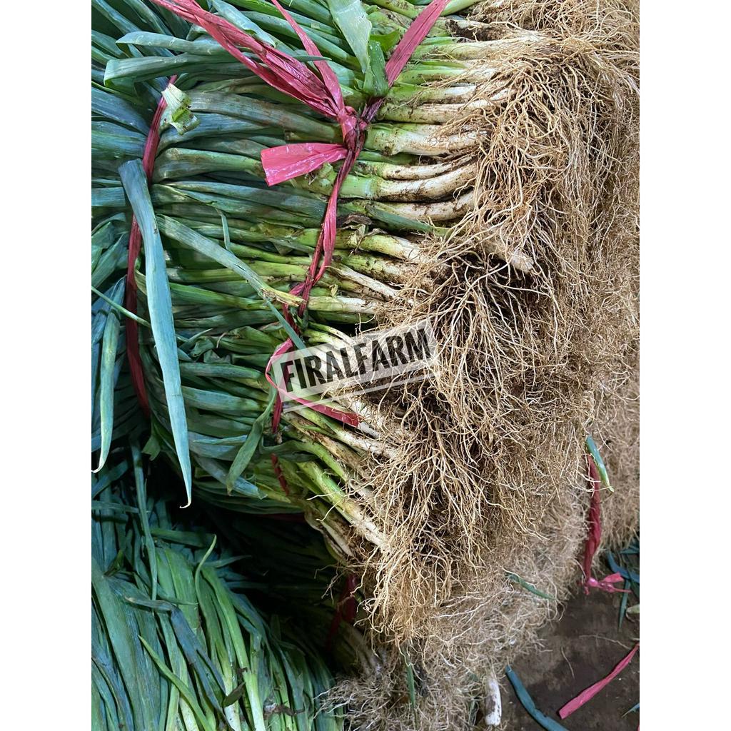 

Daun Bawang Segar 500gr