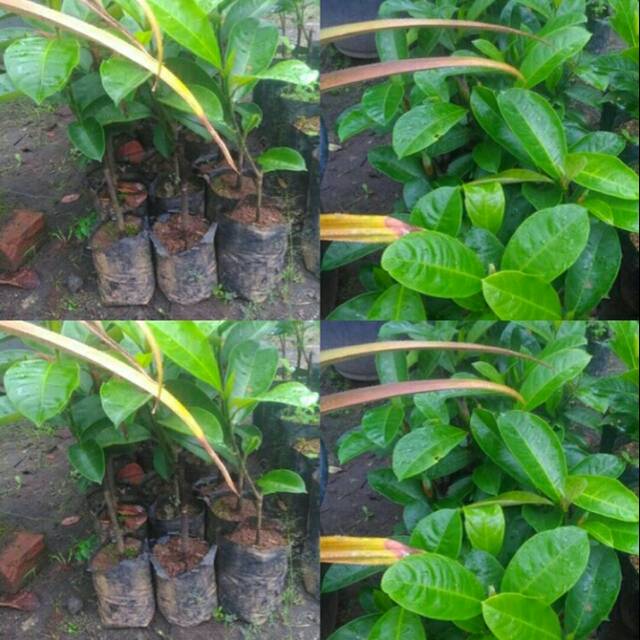 Bibit pohon buah cempedak- nangka cempedak