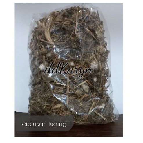 

1/2kg Daun Ciplukan kering /Cecenet kering Asli