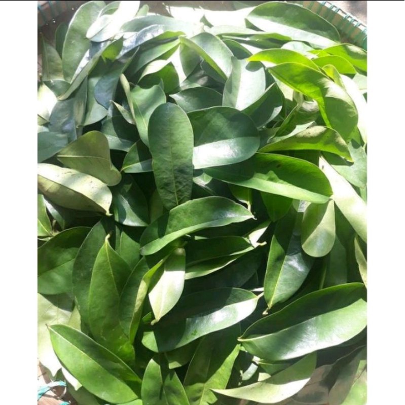 

daun nangka/sirsak
