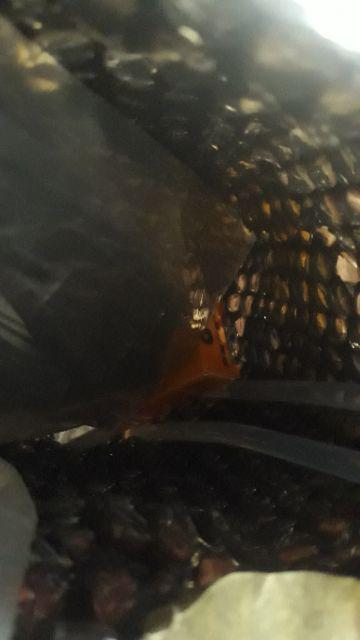 Klem Selang Ss 7/8 Made In Taiwan