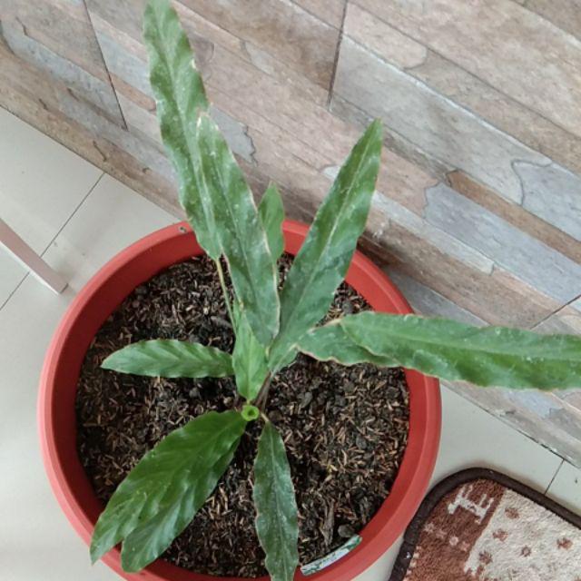 Paket 6 Jenis Calathea