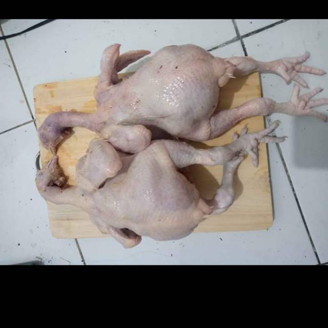 

Ayam Boiler potong segar