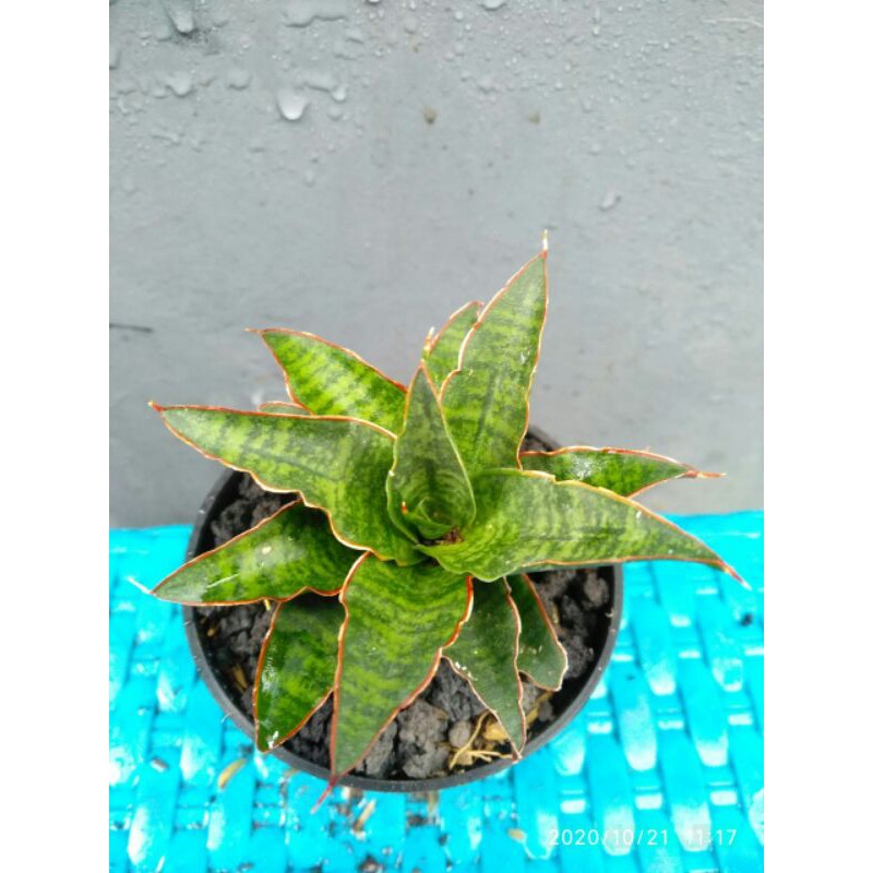 Tanaman hias mini sansevieria / sansivera hybrid black rose x koko