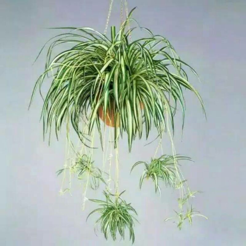 spider plant - tanaman gantung spider plant - tanaman gantung