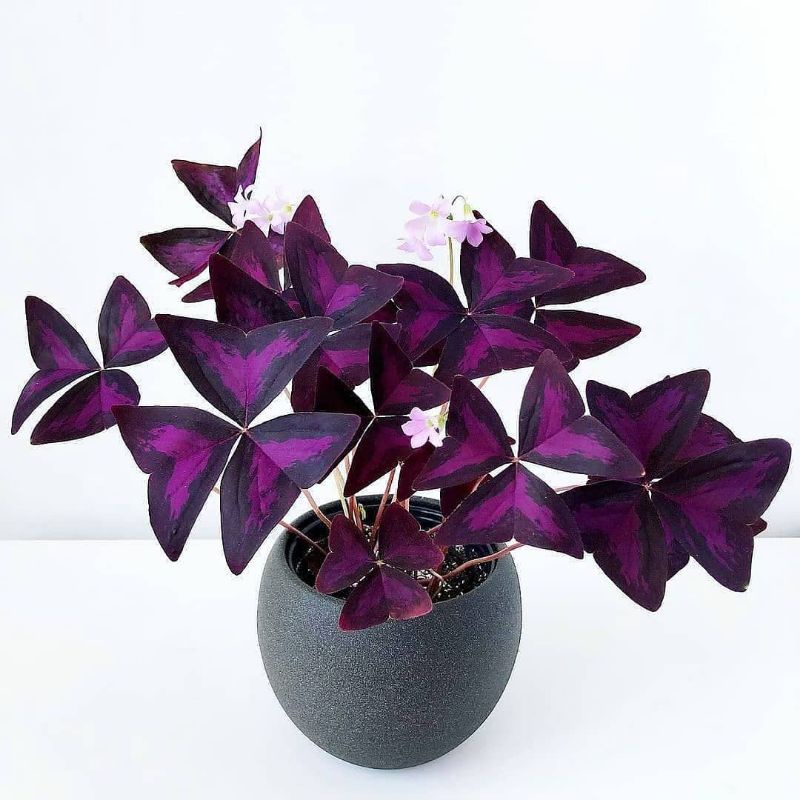 Tanaman gantung oxalis daun kupu kupu ungu  - tanaman oxalis kupu kupu ungu