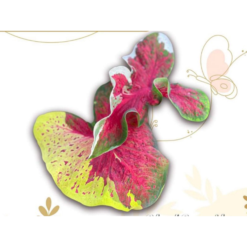 caladium npk / nopakaw / caladium sultan