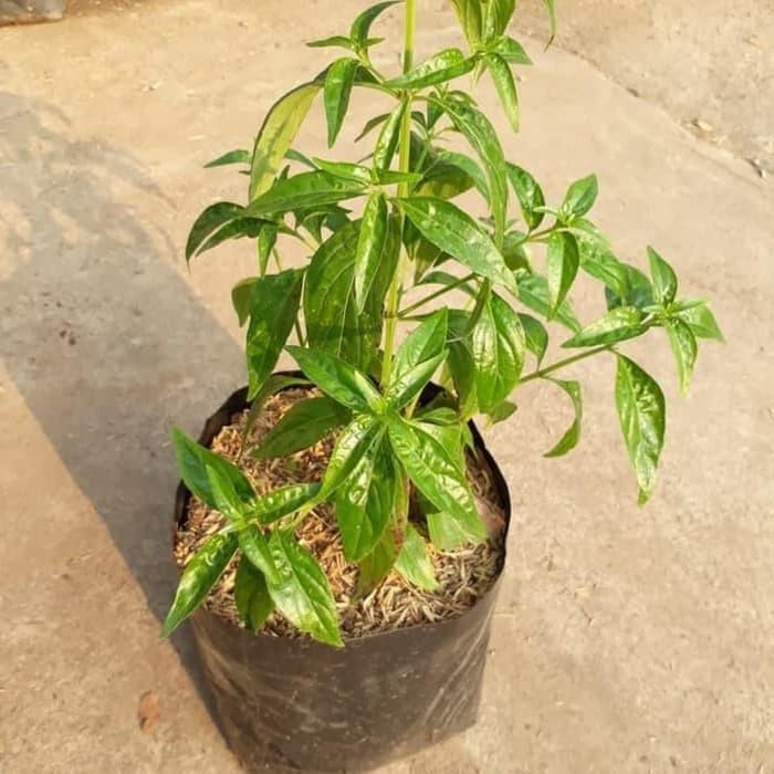 Bibit Tanaman Herbal Daun Sambiloto Bibit Sambiloto Pahitan