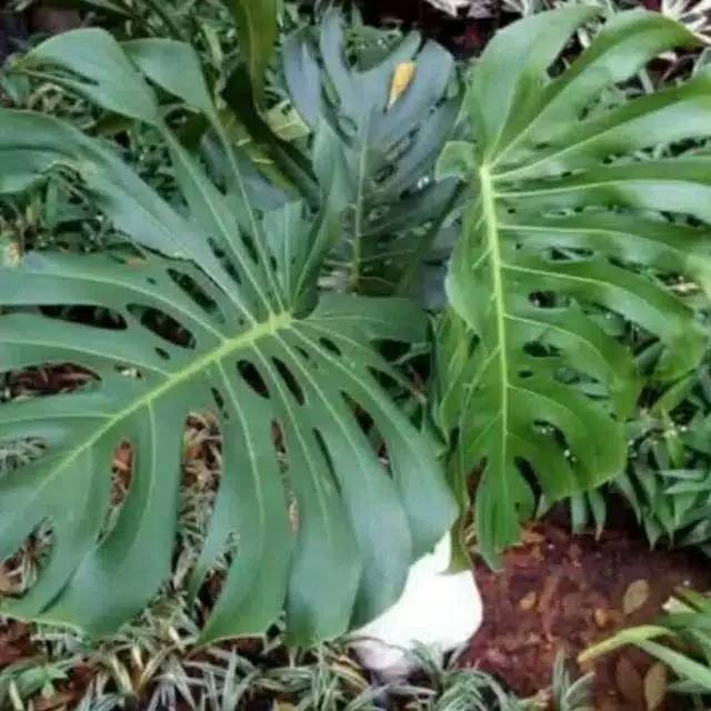 Tanaman monstera king jumbo sudah besar Shopee Indonesia Tanaman monstera king jumbo sudah besar Shopee Indonesia
