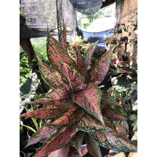 Paket Aglonema rubi Garuda, dan Venus