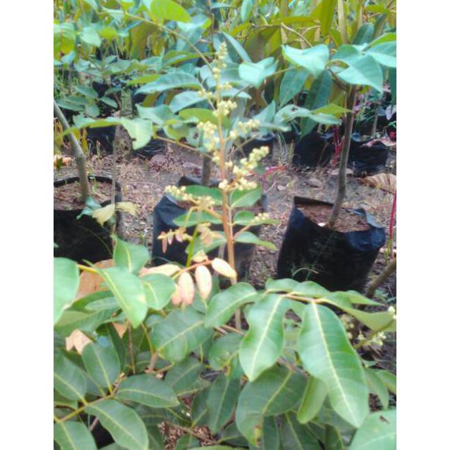 bibit kelengkeng matalada  kondisi sedang berbuah  bibit kelengkeng mata lada  bibit tanaman buah