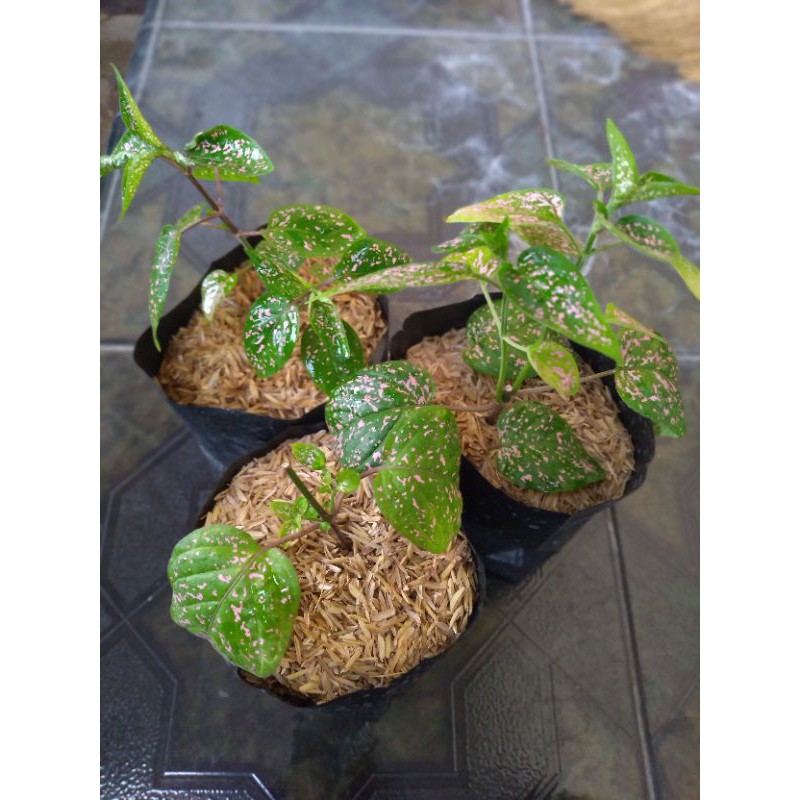 Tanaman Hias Hypoestes Pink Hipoestes Polkadot Pink