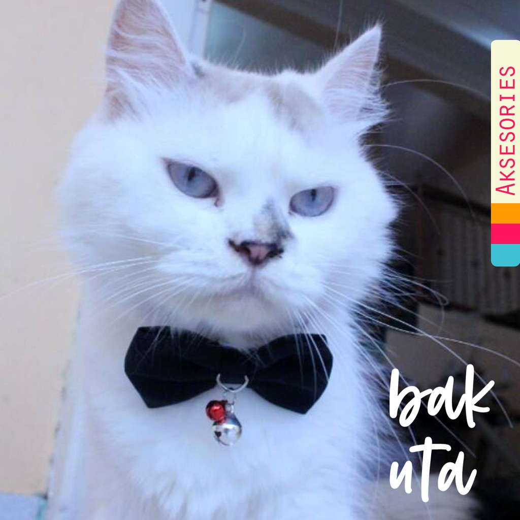 Dasi hewan lucu / dasi kucing imut / aksesoris kucing black bowtie size adult kitten