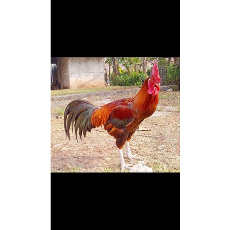 AYAM PELUNG CIANJUR KOKOK PANJANG READY