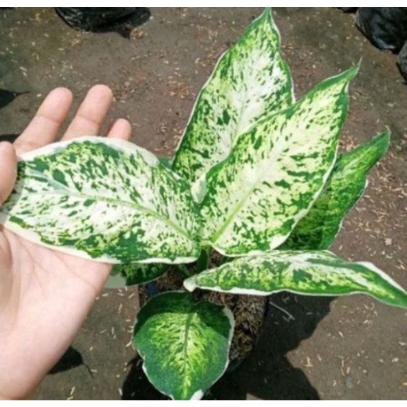 Tanaman hias diven lukisan cinta-diven sparkle-dieffenbachia-blanceng
