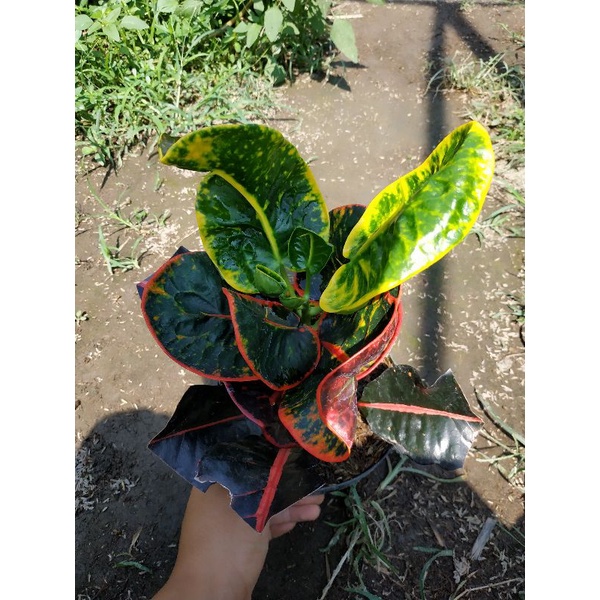 puring SRG super red giand