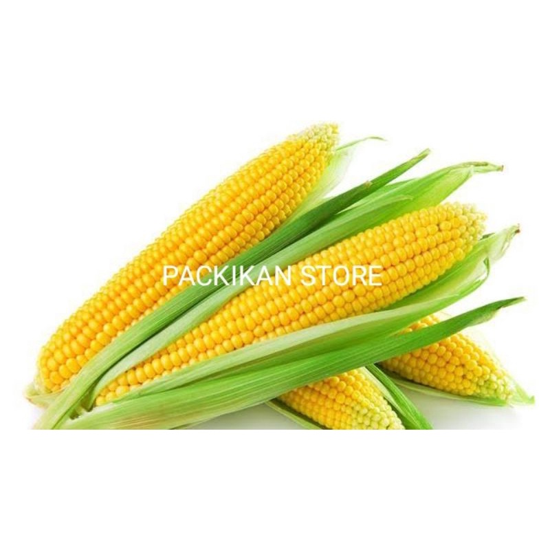 

Jagung manis segar dan Bergarasi