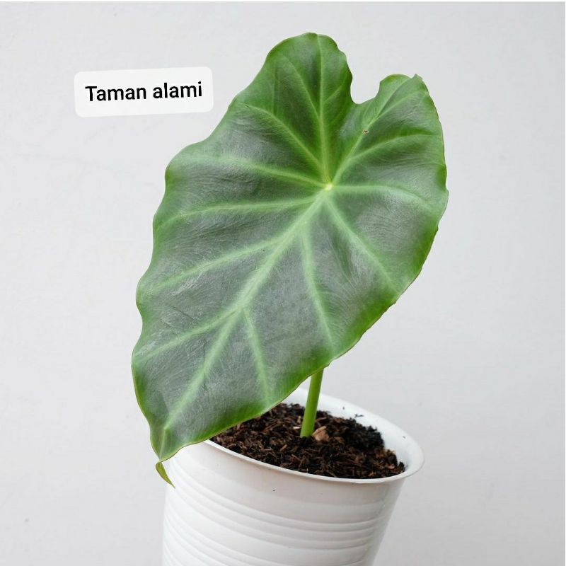 tanaman hias remusatia vivipara - alocasia resmusatia vivipara remaja