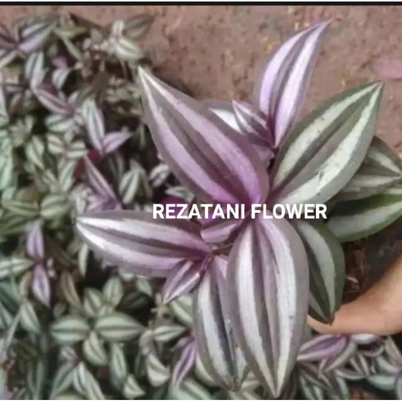 tanaman hias gantung zebrina/zebrina/tanaman hias gantung