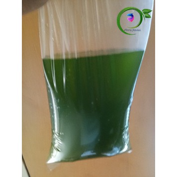 Green water untuk pakan kutu air dan daphnia magna